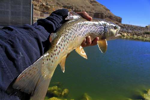 Brown Trout