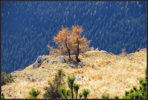 Zgornji Tosc alpine meadow