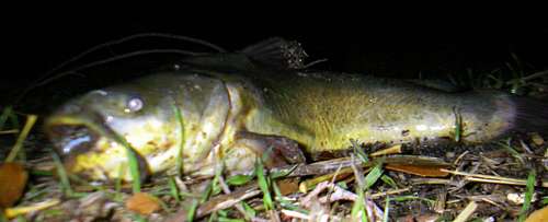 Black Bullhead Catfish