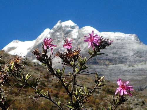 Alpine flowers near the Ishinca trailhead - <small>with Urus Oeste in the background</small>