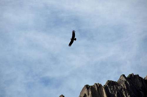 Condor above Aconcagua