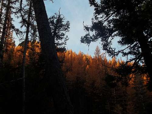 Light on the larches