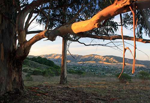Eucalyptus view from San Rafael Hill