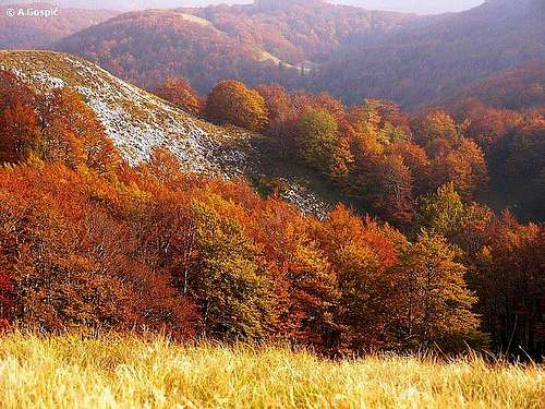 Forests of Mid Velebit