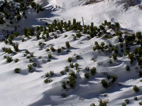 Mugo pines under snow