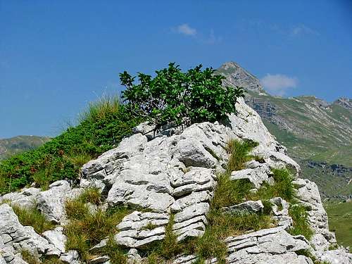 A plant of the limestone
