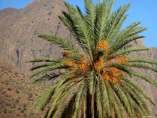 Date palm nearby Tafraoute