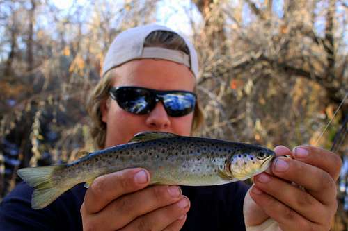 Brown Trout