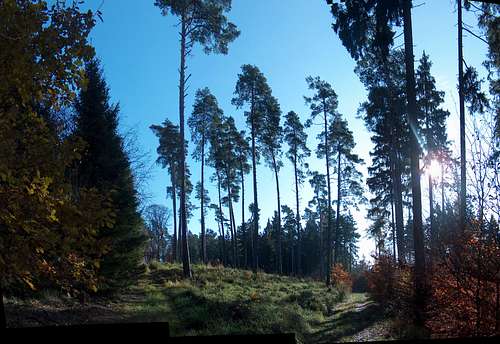 Pine trees in the Strzelin hills