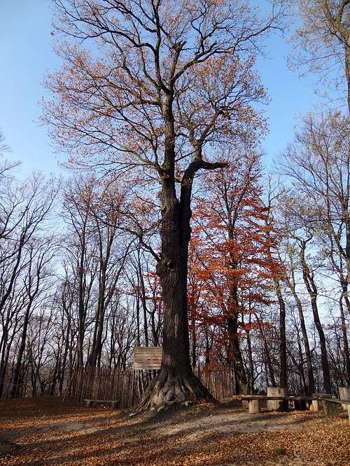 The huge oak tree on top of Gromnik
