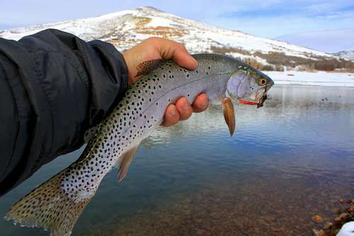 Cutthroat Trout