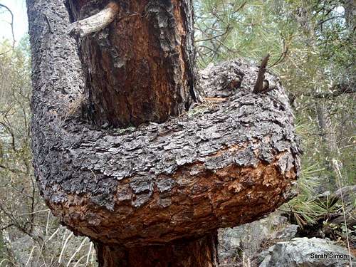 Pine tree oddity