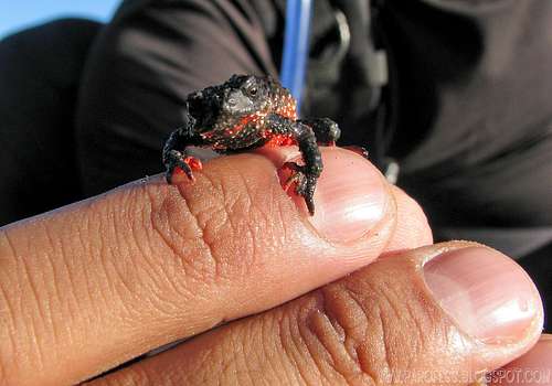 Flamenguinho Frog (Melanophryniscus moreirae)