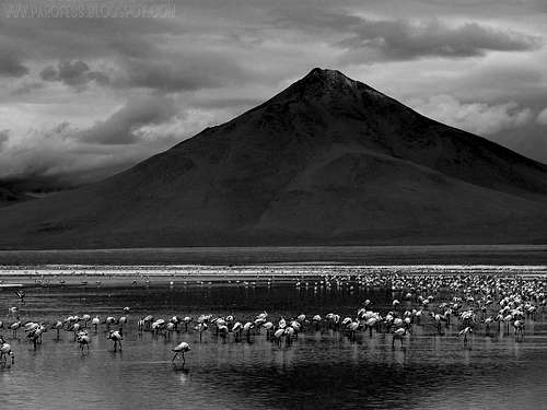 Volcano and flamingoes (B&W)