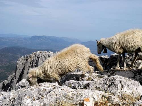 Sheep running away from the summit