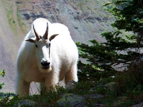 Mountain Goat near North Maroon Peak