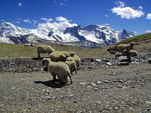 Sheep at 3000 meters