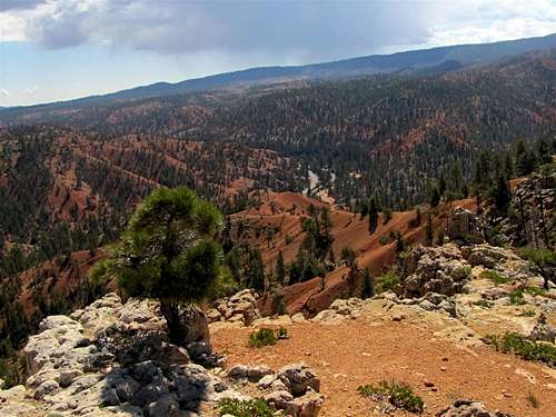 Red Canyon from Ledge Point