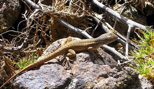 Lizard in the Cordillera Negra