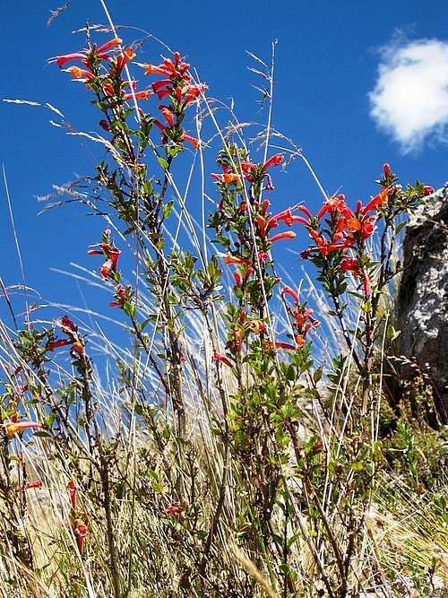 Flowers in the Cordillera Negra