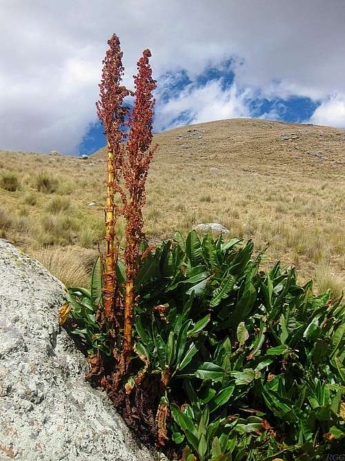 Flowers in the Cordillera Negra