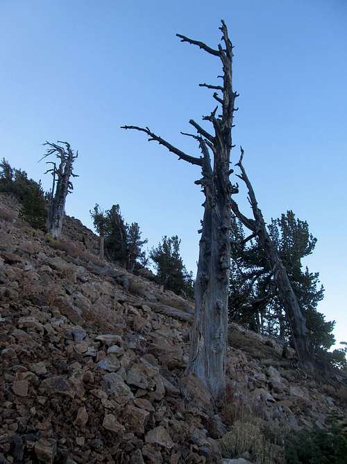 cool Bristlecone