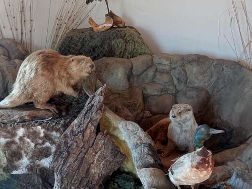 Stuffed mountain animals in the Grodno castle