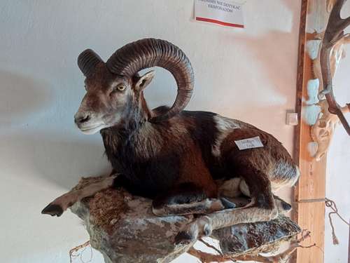 Stuffed mouflon in the Grodno castle