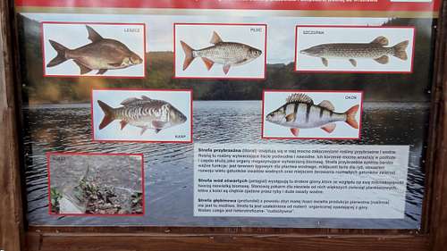 Fish population in the Bystrzycza reservoir