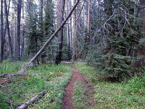 Forest on Bear Ridge Trail