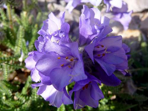 Purple Flower High on Arrow Peak