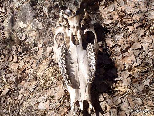 Elk skull