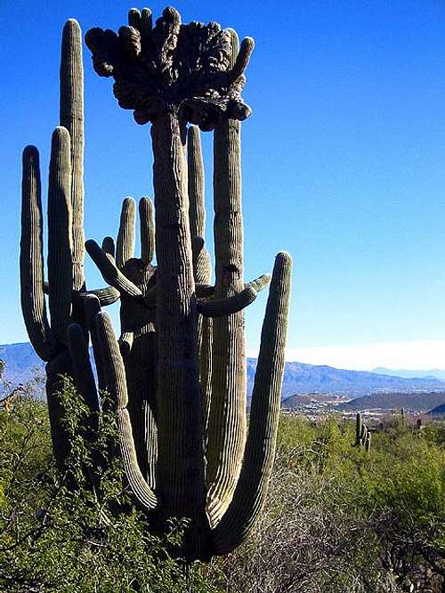 This unique 'fan top' saguaro...