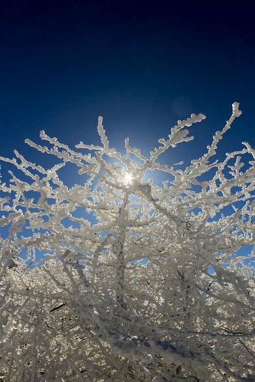 Rime Ice and Sun