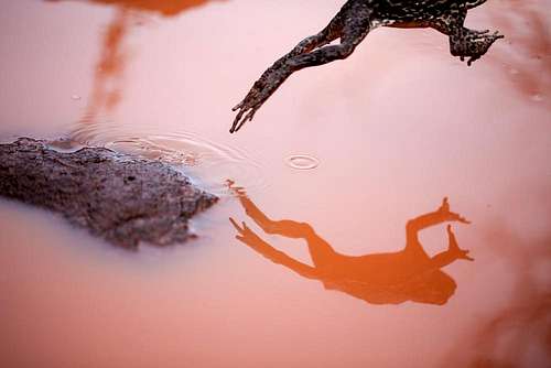 Toad Reflection