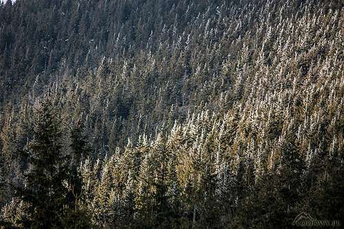 Low Tatra spruce forest