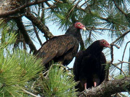 Vultures at Chadron State Park