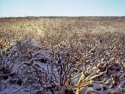 Frozen  Heather