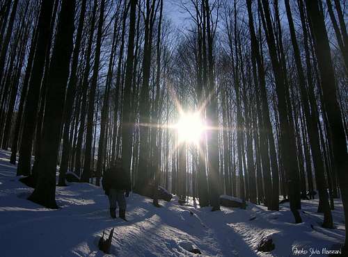 Winter lights inside the beech-wood
