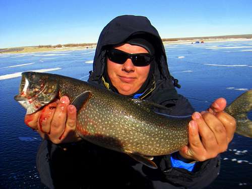 Lake Trout