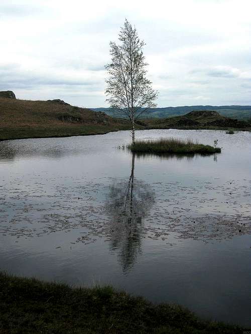 A lone tree in the Lake District