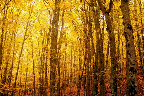 Fall in the beechwood