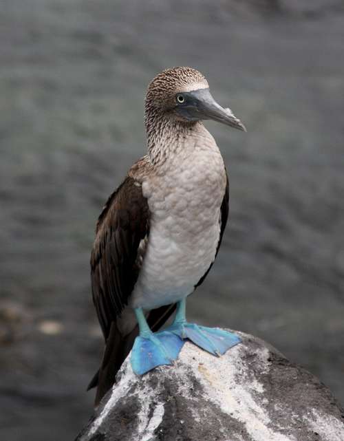blue-footed booby 2