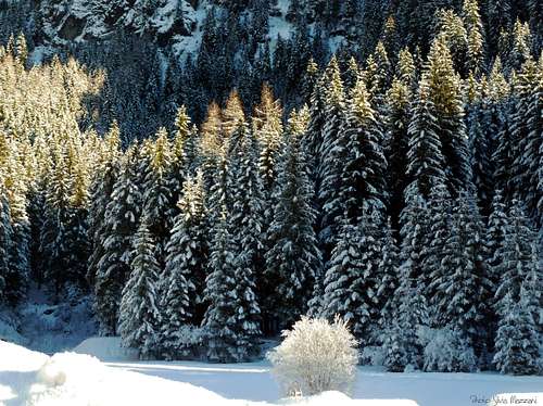 A firs wood in Fassa Valley