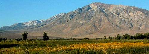 spring in the owens valley