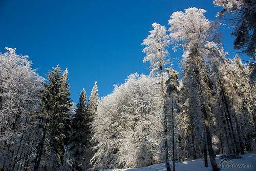 Falowa winter forest