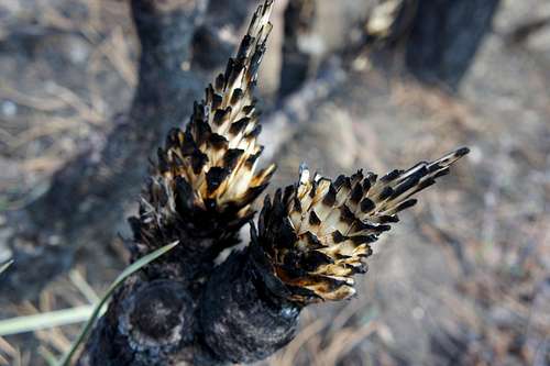Scorched Yucca