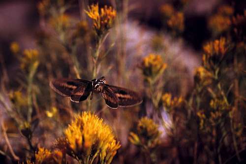 sphynx moth