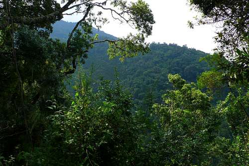 Sabinyo's Equatorial Rainforest