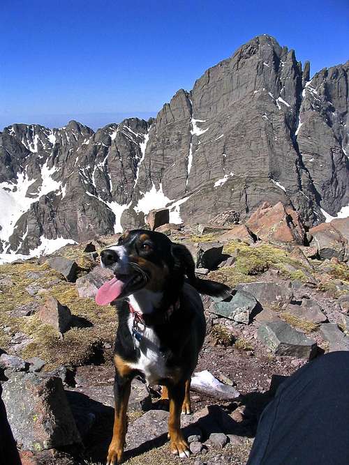 Duchess on the summit of Humboldt